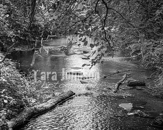 Lilly Pelto @ Central Park in Milford - BW - TJP (1 of 91)