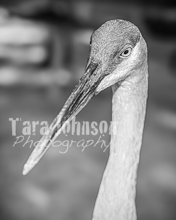 Malik Family @ Kensington - BW - TJP (63 of 72)
