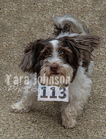 2025 Vivat 5K - Prerace - TJP (22 of 86)