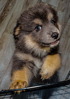 Bryde Family & Finish Lapphund Pups - TJP (5 of 60)