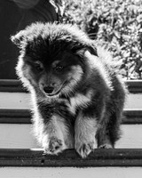 Bryde Family & Finish Lapphund Pups - BW - TJP (16 of 60)