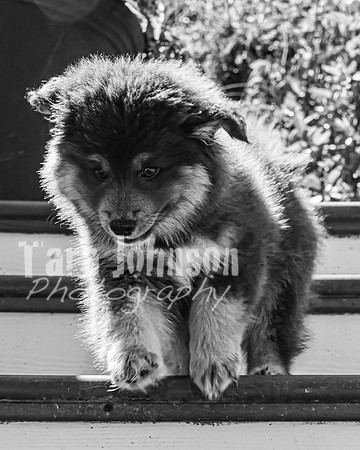Bryde Family & Finish Lapphund Pups - BW - TJP (16 of 60)