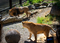 Dublin Zoo Trip (10 of 36)