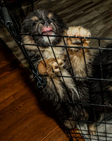 Bryde Family & Finish Lapphund Pups - TJP (7 of 60)