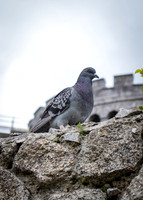 Dublin Castle - The Garden (8 of 36)