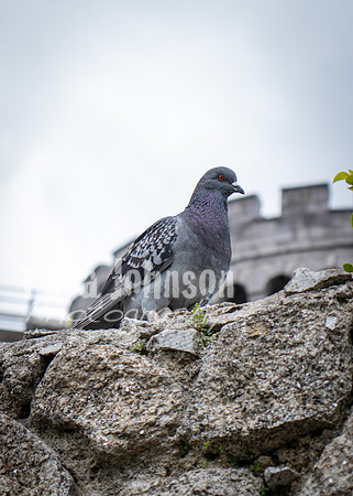 Dublin Castle - The Garden (8 of 36)