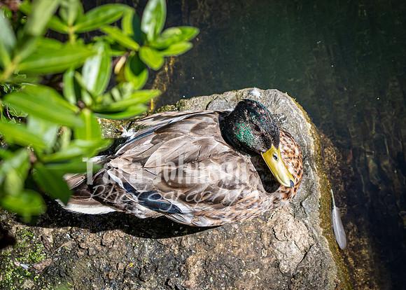 Dublin Zoo Trip (5 of 36)