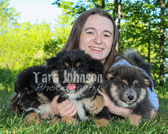 Bryde Family & Finish Lapphund Pups - TJP (43 of 60)
