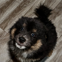 Bryde Family & Finish Lapphund Pups - TJP (8 of 60)