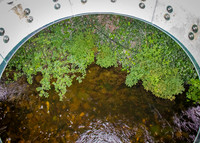 Galway Day Trip - Riverside Walk (8 of 57)