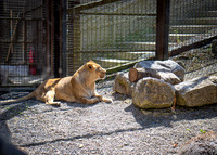 Dublin Zoo Trip (12 of 36)