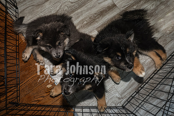 Bryde Family & Finish Lapphund Pups - TJP (12 of 60)