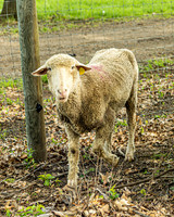 22 IAW Ropes Course - TJP (13 of 135)