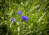 Phoenix Park Trip (3 of 40)