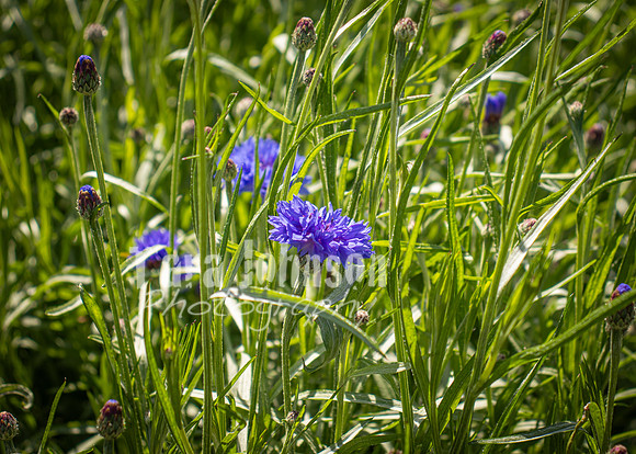 Phoenix Park Trip (3 of 40)