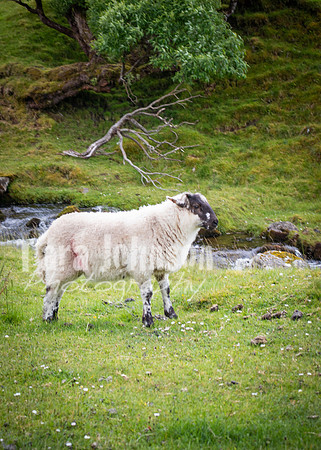 Benbulbin Mountain Trip (5 of 139)