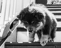 Bryde Family & Finish Lapphund Pups - BW - TJP (18 of 60)