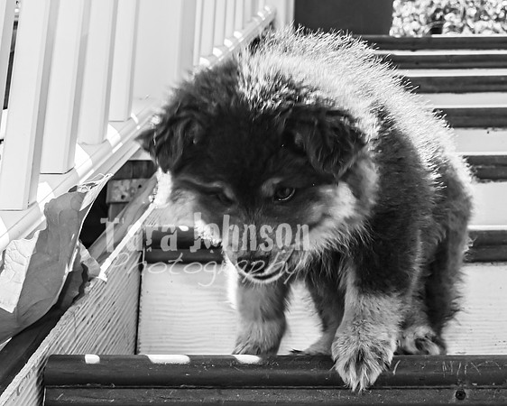 Bryde Family & Finish Lapphund Pups - BW - TJP (18 of 60)