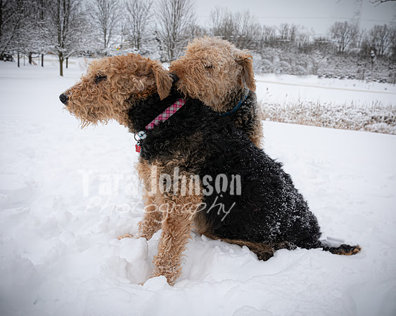 Woodrow & Lilly - TJP (20 of 64)