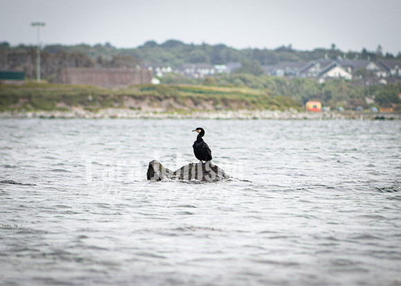 Galway Day Trip - Waterfront View (94 of 104)