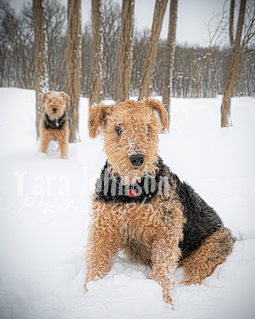 Woodrow & Lilly - TJP (48 of 64)