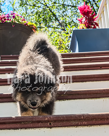Bryde Family & Finish Lapphund Pups - TJP (17 of 60)