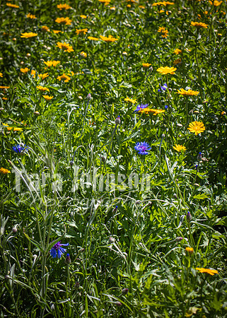 Phoenix Park Trip (31 of 40)