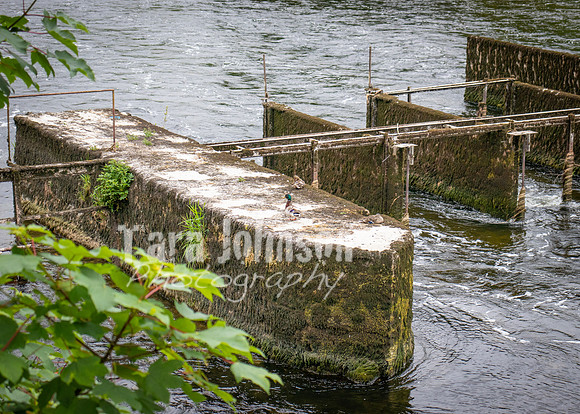 Galway Day Trip - Riverside Walk (24 of 57)