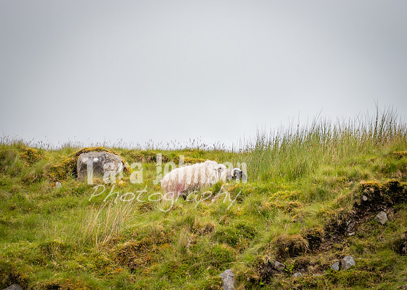 Benbulbin Mountain Trip (11 of 139)