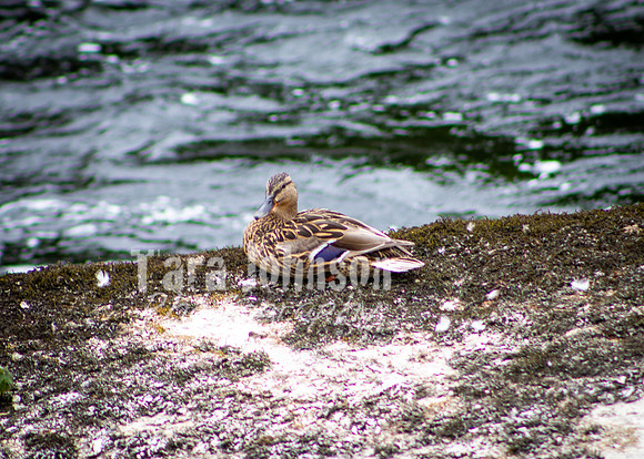 Galway Day Trip - Riverside Walk (28 of 57)