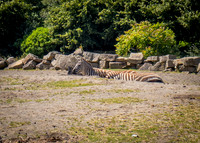 Dublin Zoo Trip (15 of 36)