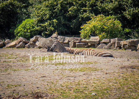 Dublin Zoo Trip (15 of 36)