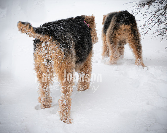 Woodrow & Lilly - TJP (36 of 64)