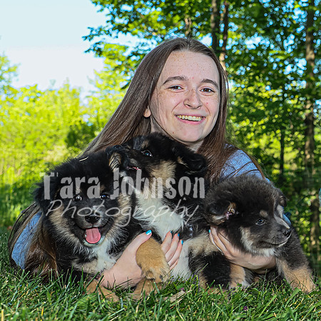 Bryde Family & Finish Lapphund Pups - TJP (40 of 60)